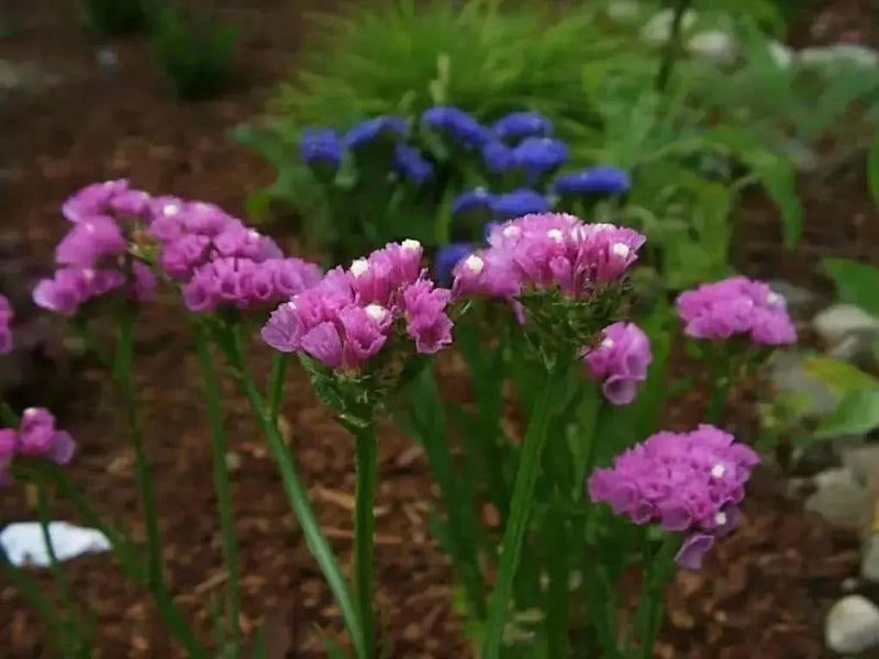 STATICE SEEDS - Midnight Blue - ANNUAL FLOWERS - Caribbean garden seed