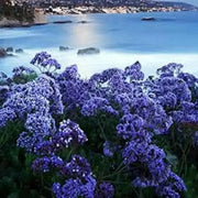 STATICE SEEDS - Midnight Blue - ANNUAL FLOWERS - Caribbean garden seed