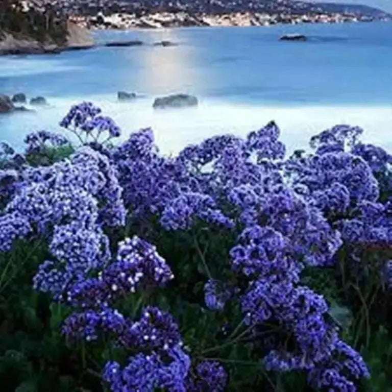 STATICE SEEDS - Midnight Blue - ANNUAL FLOWERS - Caribbean garden seed