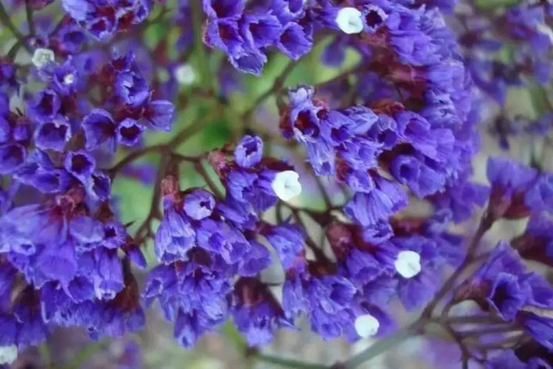 STATICE SEEDS - Midnight Blue - ANNUAL FLOWERS - Caribbean garden seed