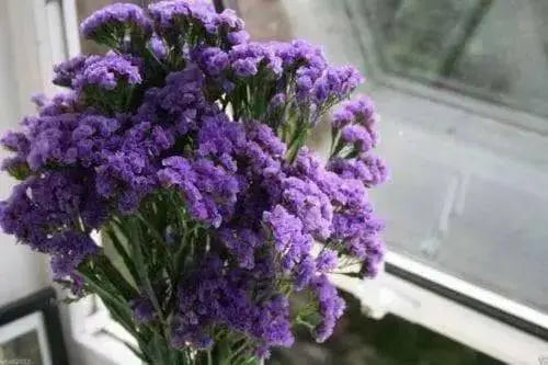Statice Seeds - Purple (Limonium Sinuatum ) Great For Cut Flowers- 100 Seeds ! - Caribbean garden seed
