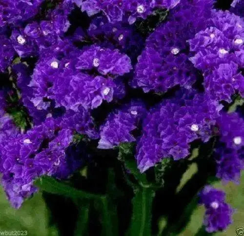 Statice Seeds - Purple (Limonium Sinuatum ) Great For Cut Flowers- 100 Seeds ! - Caribbean garden seed