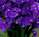 Statice Seeds - Purple (Limonium Sinuatum ) Great For Cut Flowers- 100 Seeds ! - Caribbean garden seed