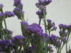 Statice Seeds - Purple (Limonium Sinuatum ) Great For Cut Flowers- 100 Seeds ! - Caribbean garden seed