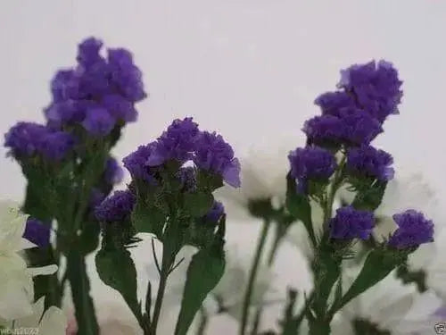 Statice Seeds - Purple (Limonium Sinuatum ) Great For Cut Flowers- 100 Seeds ! - Caribbean garden seed