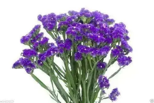 Statice Seeds - Purple (Limonium Sinuatum ) Great For Cut Flowers- 100 Seeds ! - Caribbean garden seed