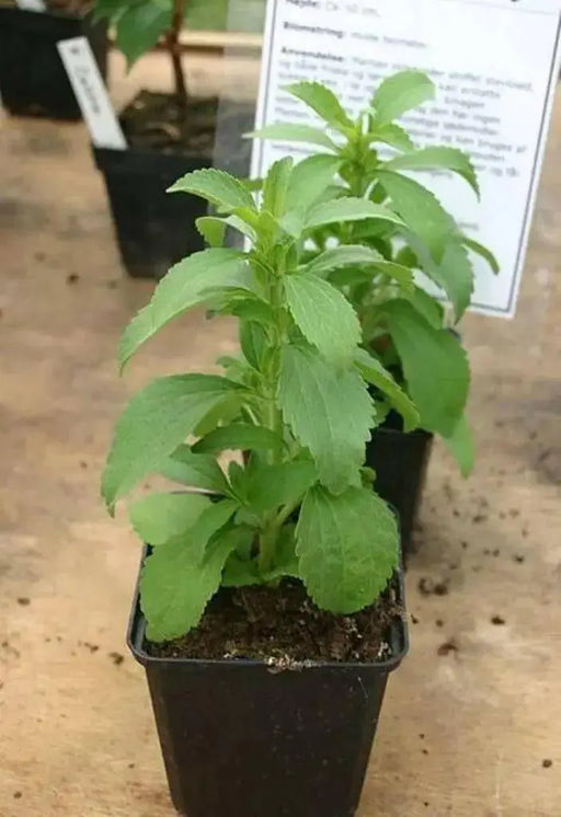 Stevia Plant  seeds ,Sugar Leaf - Caribbean garden seed