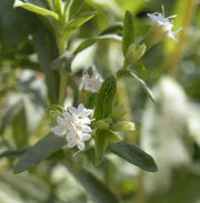 Stevia Plant  seeds ,Sugar Leaf - Caribbean garden seed