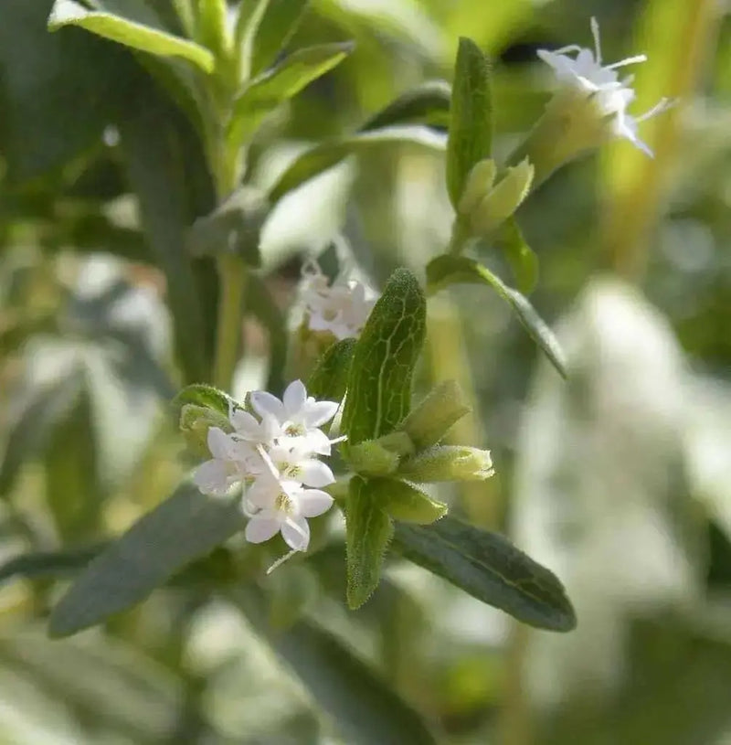 Stevia Plant  seeds ,Sugar Leaf - Caribbean garden seed