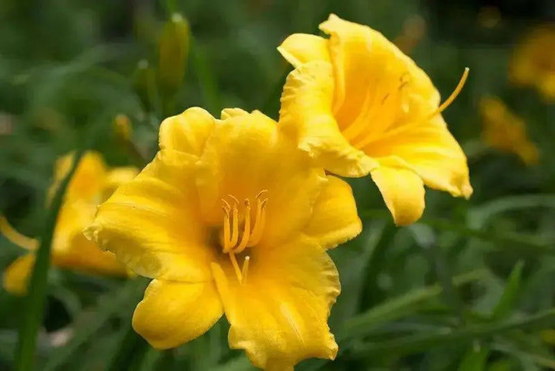 Stella D'Oro, daylily BAREROOT, PERENNIAL - Caribbean garden seed