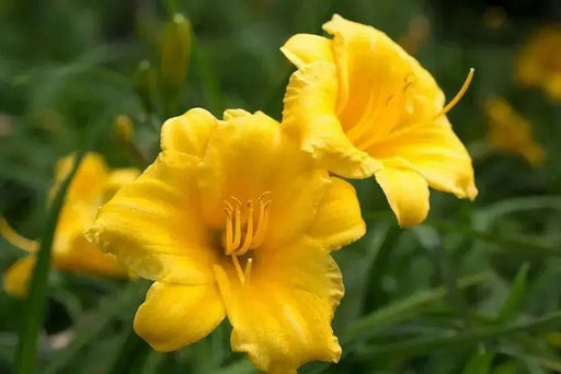 Stella D'Oro, daylily BAREROOT, PERENNIAL - Caribbean garden seed