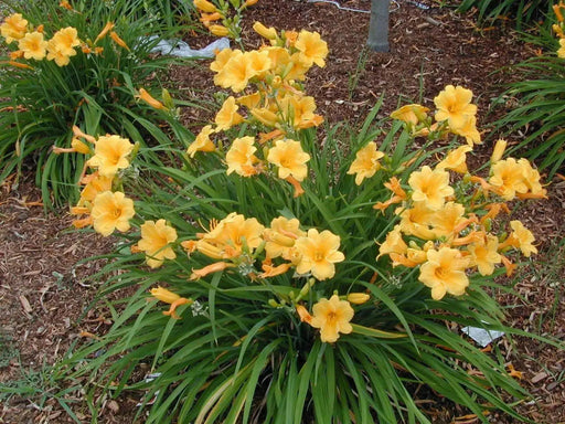 Stella D'Oro, daylily BAREROOT, PERENNIAL - Caribbean garden seed
