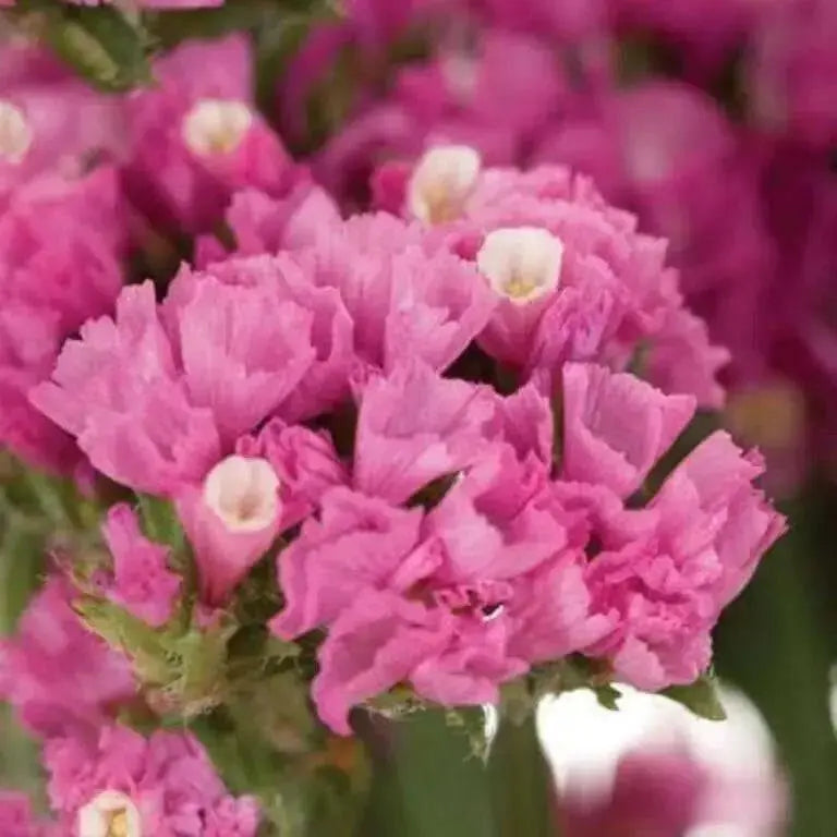 Statice Seeds - Rose (Limonium Sinuatum American Beauty) Great For Cut Flowers ! - Caribbean garden seed