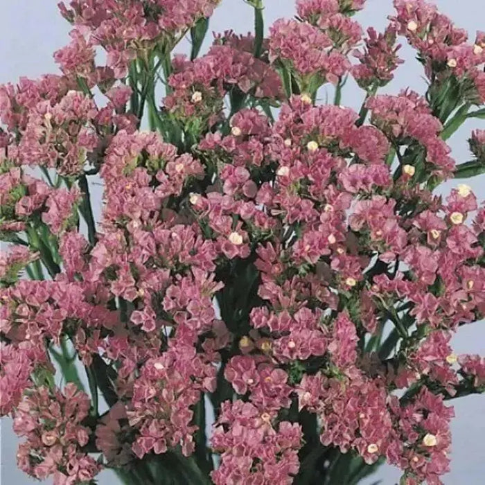 Statice Seeds - Rose (Limonium Sinuatum American Beauty) Great For Cut Flowers ! - Caribbean garden seed