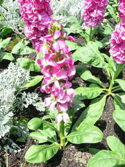 Stock Seeds - DEEP ROSE (Matthiola Incana ) FLOWERS ! - Caribbean garden seed