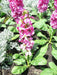 Stock Seeds - DEEP ROSE (Matthiola Incana ) FLOWERS ! - Caribbean garden seed