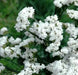 Statice Seeds - White-(Limonium Sinuatum Iceberg) Great For Cut Flowers ! - Caribbean garden seed
