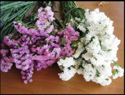 Statice Seeds - White-(Limonium Sinuatum Iceberg) Great For Cut Flowers ! - Caribbean garden seed