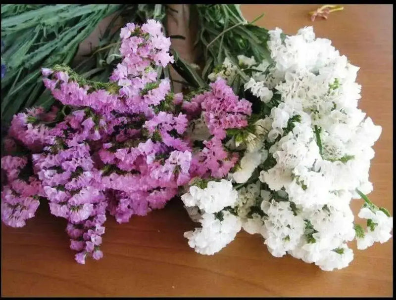 Statice Seeds - White-(Limonium Sinuatum Iceberg) Great For Cut Flowers ! - Caribbean garden seed
