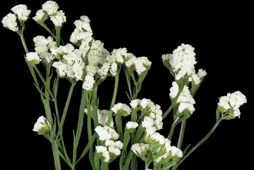 Statice Seeds - White-(Limonium Sinuatum Iceberg) Great For Cut Flowers ! - Caribbean garden seed