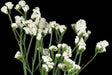Statice Seeds - White-(Limonium Sinuatum Iceberg) Great For Cut Flowers ! - Caribbean garden seed