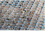 Statice Seeds - White-(Limonium Sinuatum Iceberg) Great For Cut Flowers ! - Caribbean garden seed