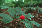 Stratified American Ginseng Seeds, Ready To Plant - Caribbean garden seed