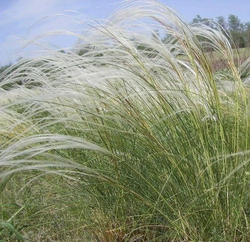 Stipa pulcherrima - Feather Grass Seeds -ORNAMENTAL ,PERENNIAL - Caribbean garden seed