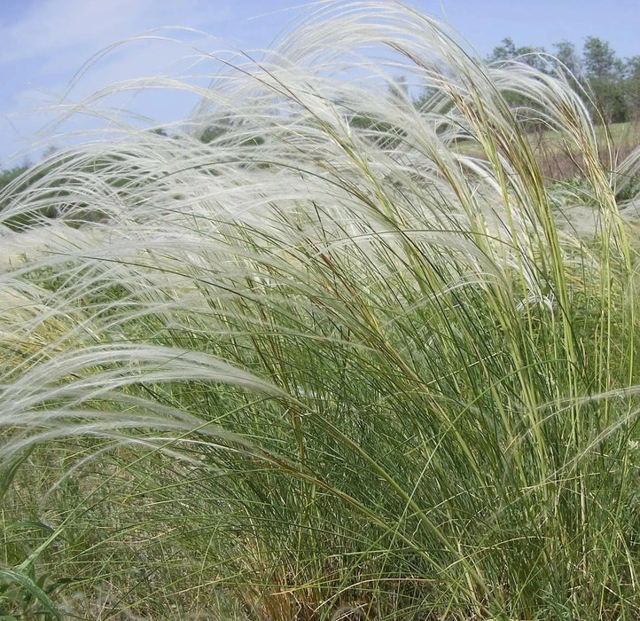 Stipa pulcherrima - Feather Grass Seeds -ORNAMENTAL ,PERENNIAL - Caribbean garden seed