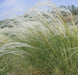 Stipa pulcherrima - Feather Grass Seeds -ORNAMENTAL ,PERENNIAL - Caribbean garden seed