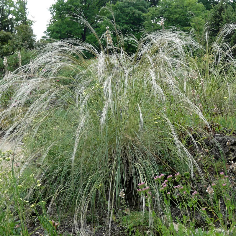 Stipa pulcherrima - Feather Grass Seeds -ORNAMENTAL ,PERENNIAL - Caribbean garden seed
