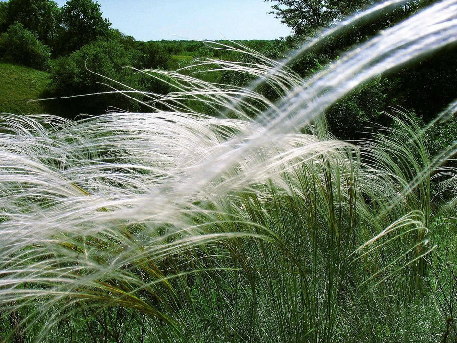 Stipa pulcherrima - Feather Grass Seeds -ORNAMENTAL ,PERENNIAL - Caribbean garden seed