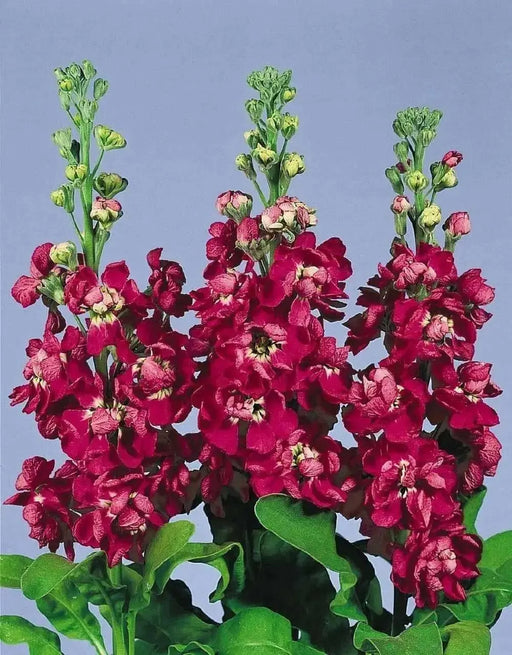 Stock SEEDS-Crimson (Matthiola Incana ) ANNUAL FLOWERS, - Caribbean garden seed