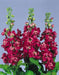 Stock SEEDS-Crimson (Matthiola Incana ) ANNUAL FLOWERS, - Caribbean garden seed
