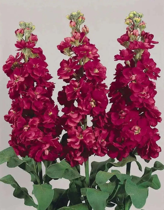 Stock SEEDS-Crimson (Matthiola Incana ) ANNUAL FLOWERS, - Caribbean garden seed