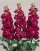 Stock SEEDS-Crimson (Matthiola Incana ) ANNUAL FLOWERS, - Caribbean garden seed