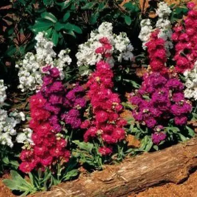 Stock SEEDS-Crimson (Matthiola Incana ) ANNUAL FLOWERS, - Caribbean garden seed