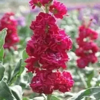 Stock SEEDS-Crimson (Matthiola Incana ) ANNUAL FLOWERS, - Caribbean garden seed