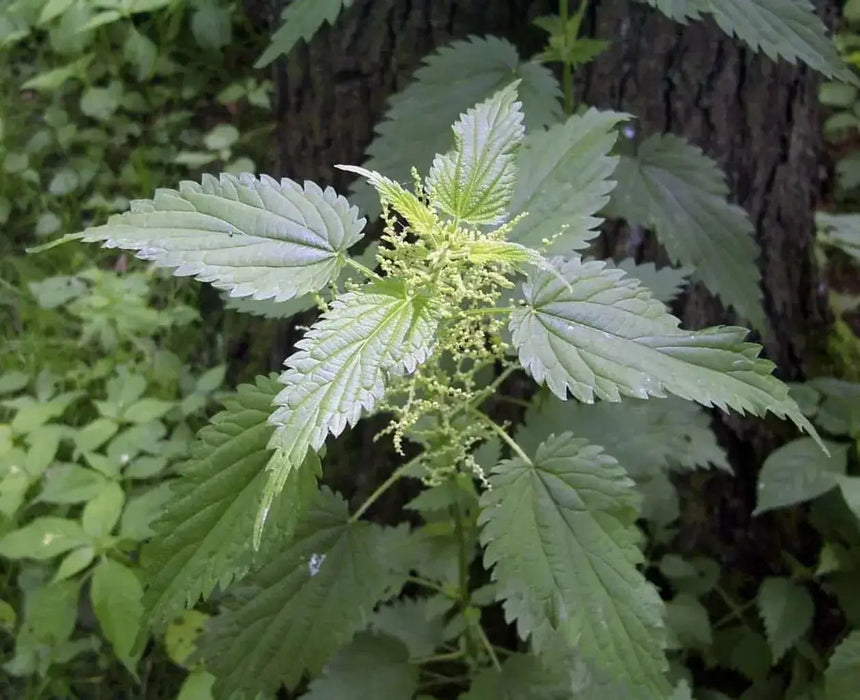 STINGING NETTLE Seeds, Flower/vegetable /Herb Perennial - Caribbean garden seed