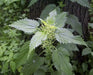 STINGING NETTLE Seeds, Flower/vegetable /Herb Perennial - Caribbean garden seed