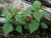 STINGING NETTLE Seeds, Flower/vegetable /Herb Perennial - Caribbean garden seed