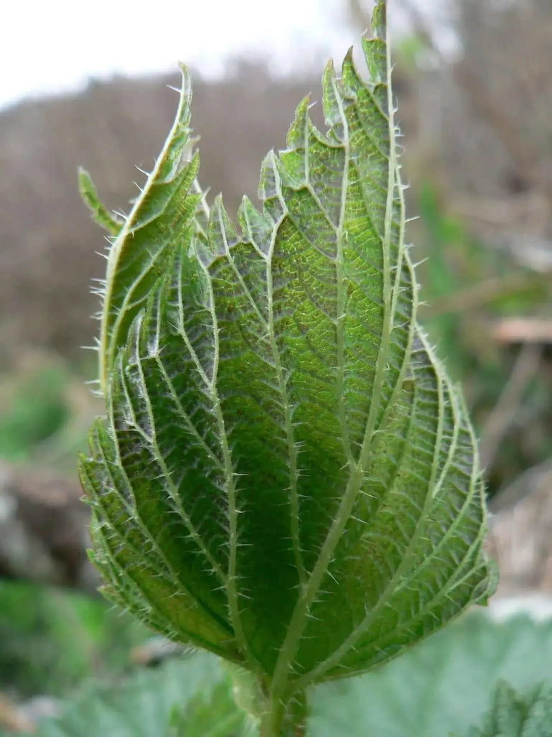 STINGING NETTLE Seeds, Flower/vegetable /Herb Perennial - Caribbean garden seed
