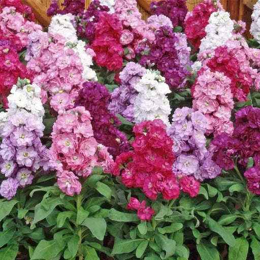 Stock FLOWERS - (LIVE PLANT Mix ) ANNUAL FLOWERS - Caribbean garden seed