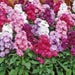 Stock FLOWERS - (LIVE PLANT Mix ) ANNUAL FLOWERS - Caribbean garden seed