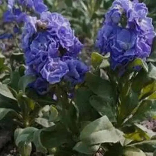 Stock FLOWERS - (LIVE PLANT Mix ) ANNUAL FLOWERS - Caribbean garden seed