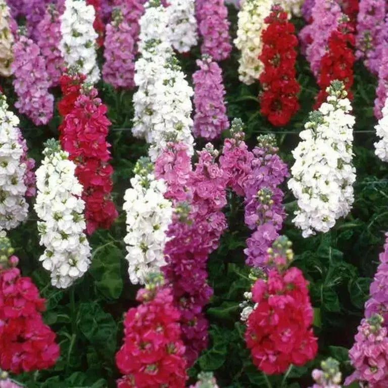 Stock FLOWERS - (LIVE PLANT Mix ) ANNUAL FLOWERS - Caribbean garden seed
