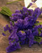 Statice Seeds - Purple Attraction, ANNUAL FLOWERS! - Caribbean garden seed