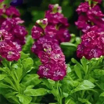 Stock FLOWERS - (LIVE PLANT Mix ) ANNUAL FLOWERS - Caribbean garden seed