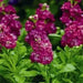 Stock FLOWERS - (LIVE PLANT Mix ) ANNUAL FLOWERS - Caribbean garden seed