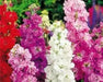 Stock FLOWERS Seeds  (Matthiola Incana Ten Week Mix ) ANNUAL FLOWERS - Caribbean garden seed